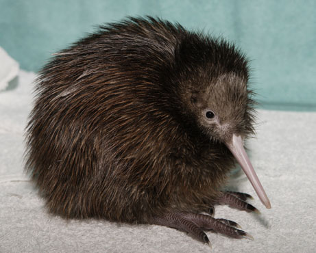 kiwi-bird.jpg